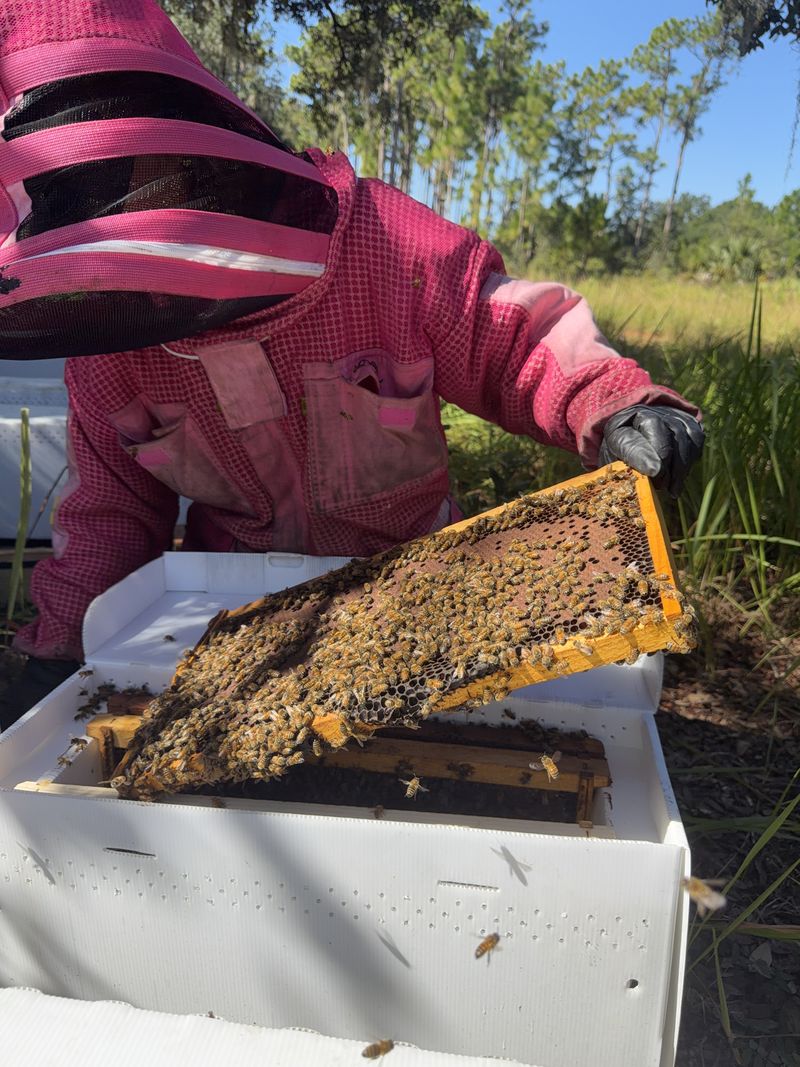A beekeeper in a pink protective suit holding a frame covered in bees.