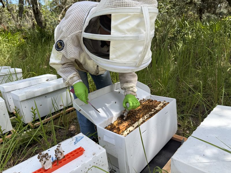 A beekeeper in a white protective suit working inside an open hive.