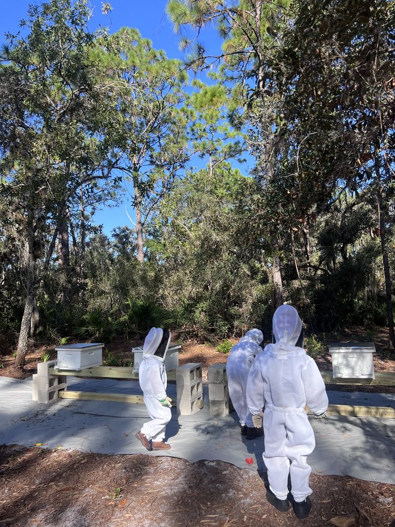 People in white beekeeping suits beside hives among pine trees.