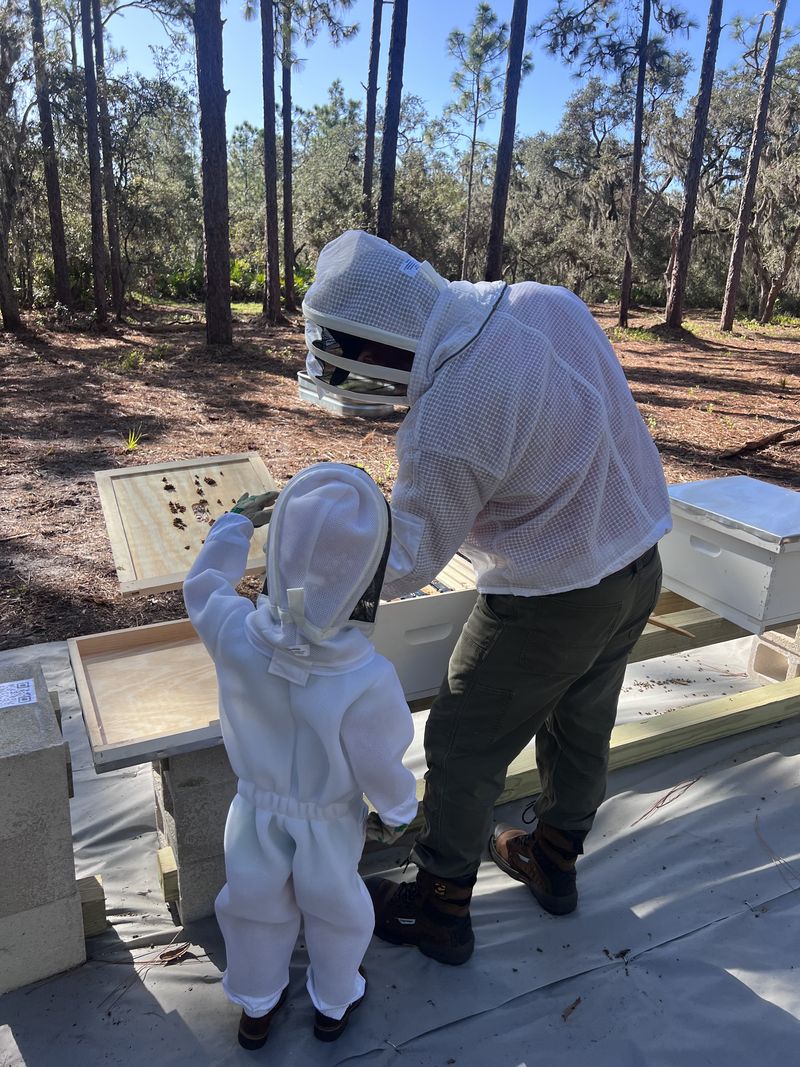 An adult and child in white beekeeping suits tending an open hive.