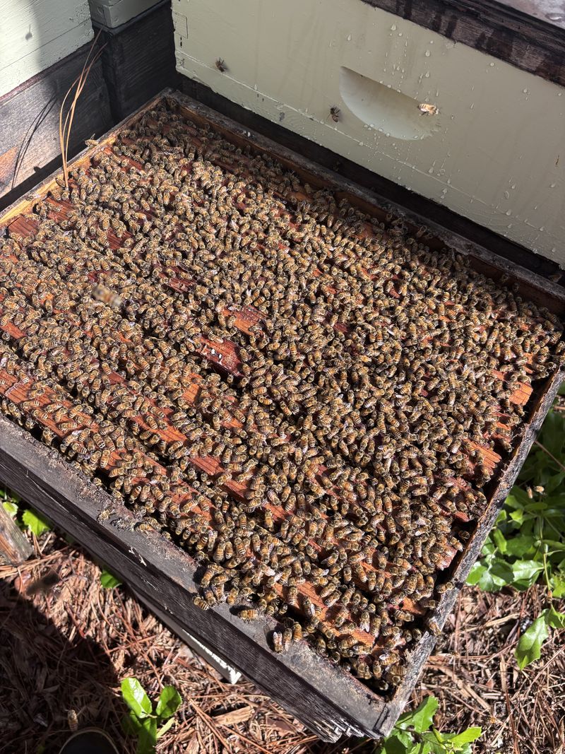 Bees covering the exposed wooden frames of an open hive.