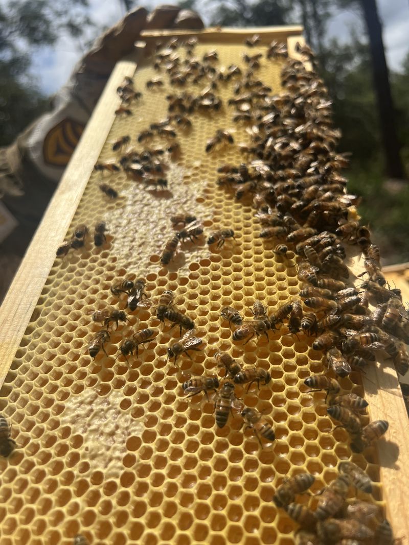 Bees on a sunlit frame of golden comb.